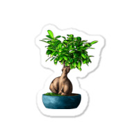 Ficus Ginsenge Sticker | Artistshot