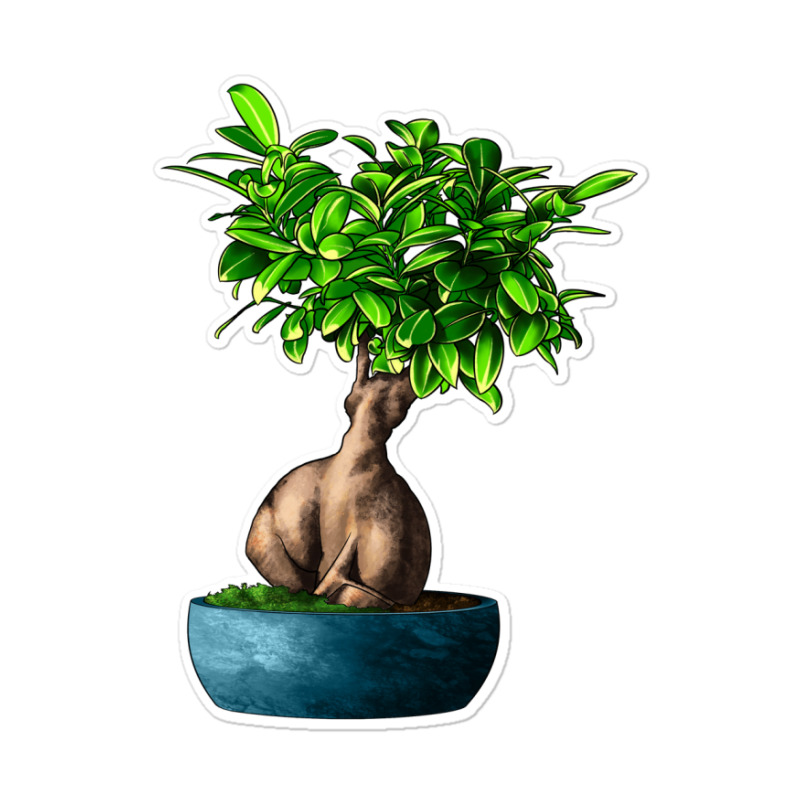 Ficus Ginsenge Sticker | Artistshot