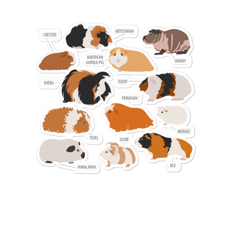 Guinea Pig Breeds Shirt Shirt Costume Clothing Accessories T Shirt Sticker | Artistshot