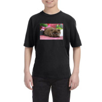 Chocolate Persian Kitten Youth Tee | Artistshot