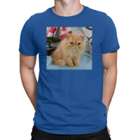 Red Tabby Persian T-shirt | Artistshot