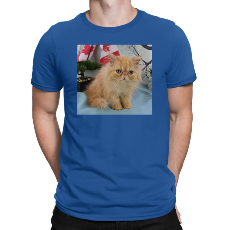 Red Tabby Persian T-shirt | Artistshot