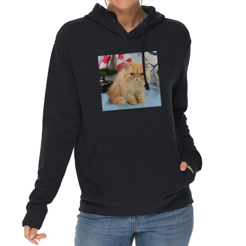 Red Tabby Persian Lightweight Hoodie | Artistshot