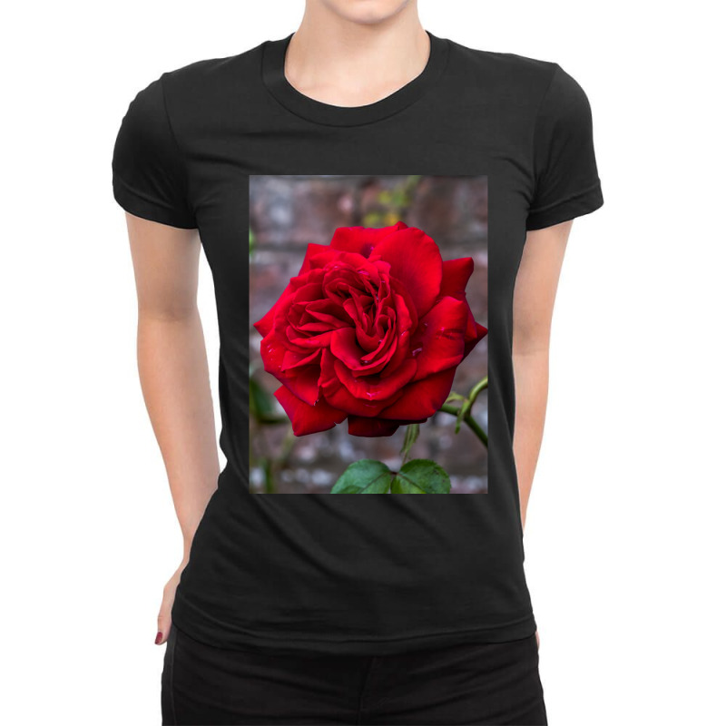 Red Rose And Red Brick Wall Ladies Fitted T-Shirt by cm-arts | Artistshot