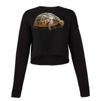 Portrait Of A Young Wild Tortoise Isolated T Shirt Cropped Sweater | Artistshot