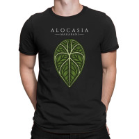 Alocasia Maharani Aroid Plant Lover Anthurium Philodendron Monstera T-shirt | Artistshot