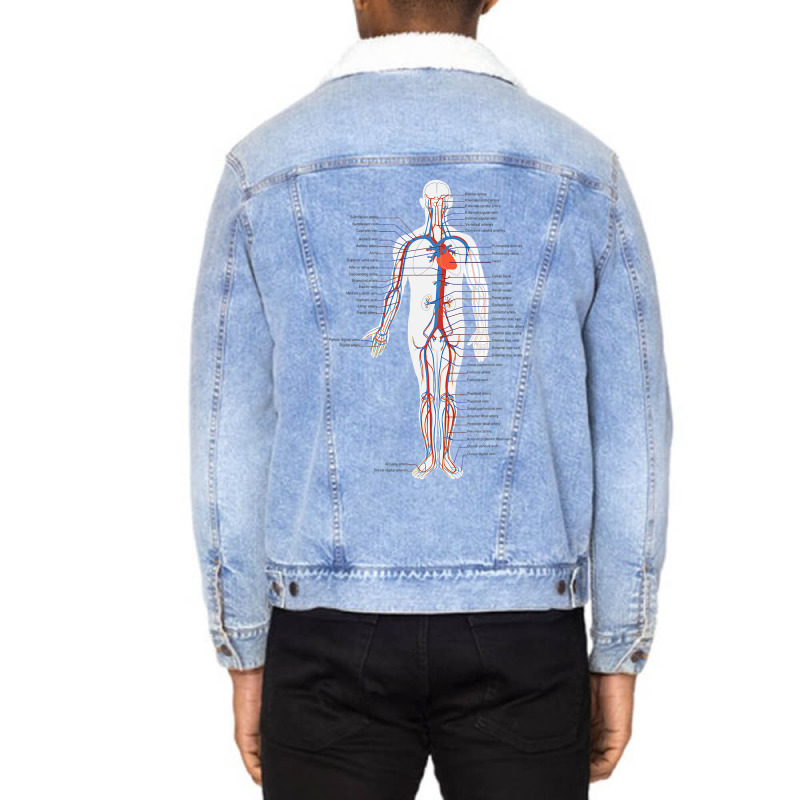 Circulatory System Anatomy Chart Arteries Veins Unisex Sherpa-Lined Denim Jacket by Aliceartist | Artistshot