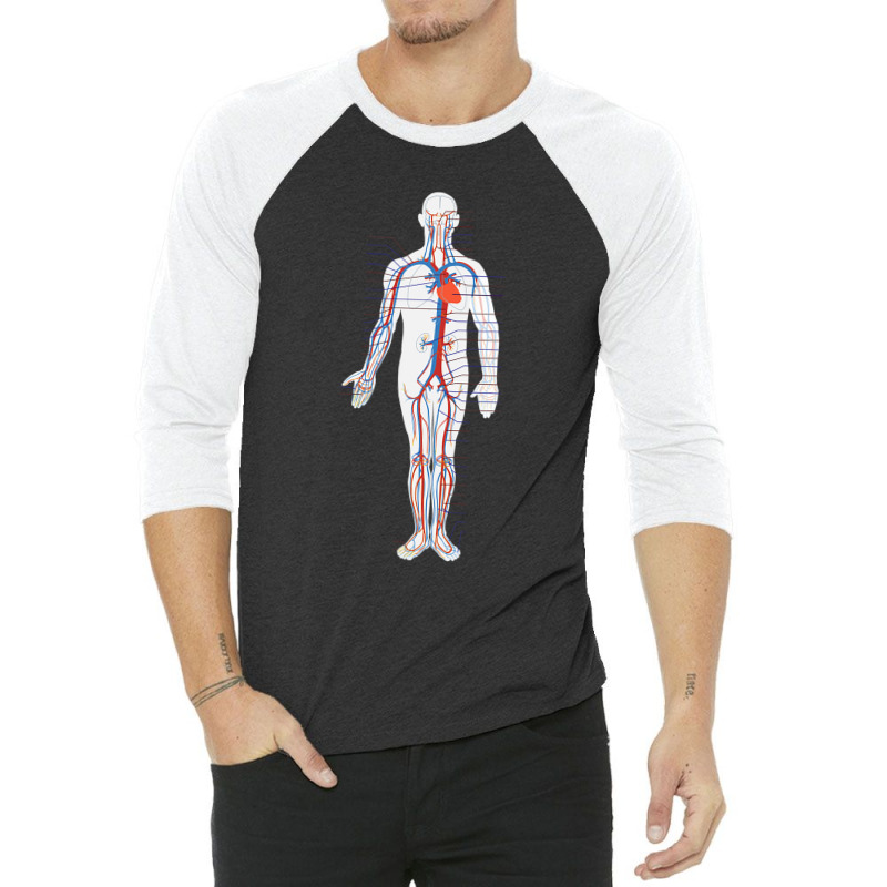 Circulatory System Anatomy Chart Arteries Veins 3/4 Sleeve Shirt by Aliceartist | Artistshot