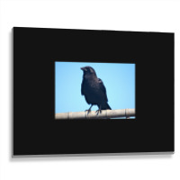 Curiosity And The Crow Metal Print Horizontal | Artistshot