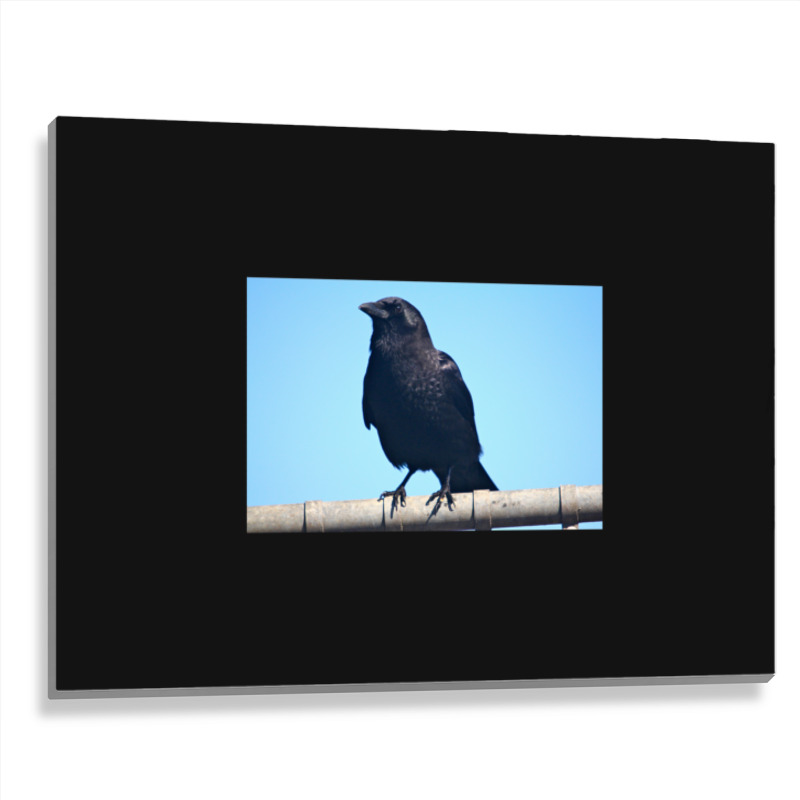 Curiosity And The Crow Metal Print Horizontal | Artistshot