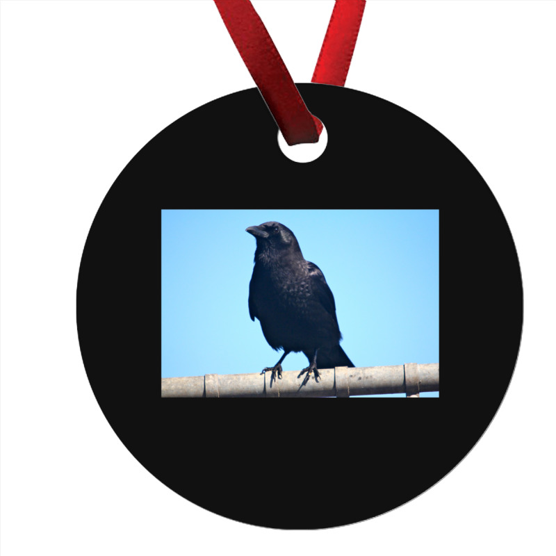 Curiosity And The Crow Ornament | Artistshot