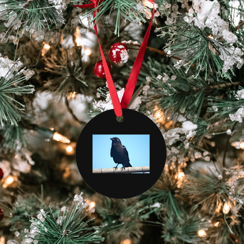 Curiosity And The Crow Ornament | Artistshot