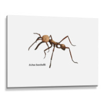 Soldier Ant T Shirt Metal Print Horizontal | Artistshot