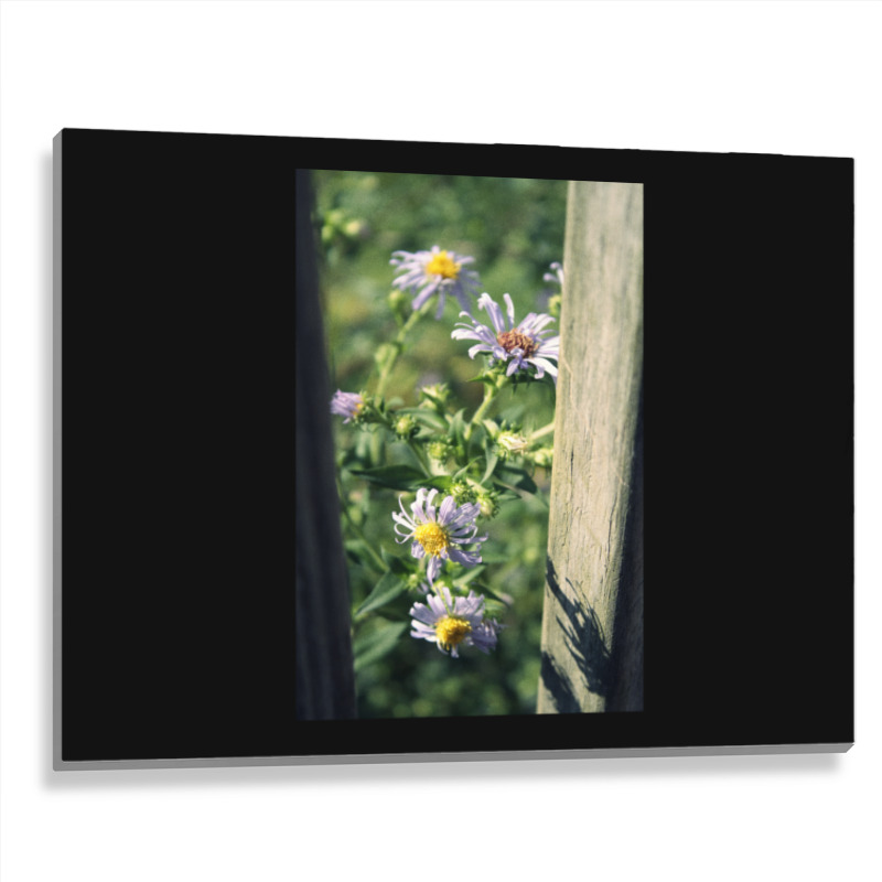 Porch Rail Aster Metal Print Horizontal | Artistshot