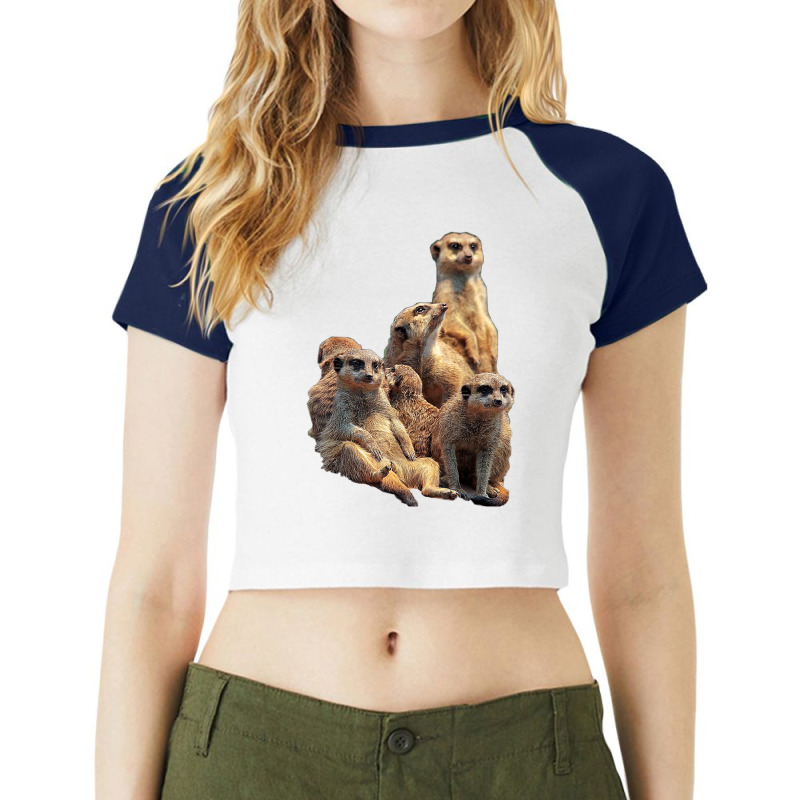 Lettertrunk Meerkat Family In The Kalahari Desert T Shirt Raglan Crop Top by cm-arts | Artistshot