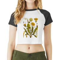 Dandelion Botanical Art, Dandelion Botanical Vintage, Dandelion Botani Raglan Crop Top | Artistshot