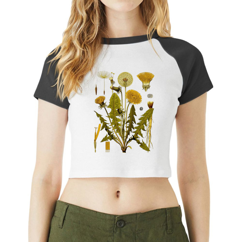 Dandelion Botanical Art, Dandelion Botanical Vintage, Dandelion Botani Raglan Crop Top by SHOPUYTY | Artistshot