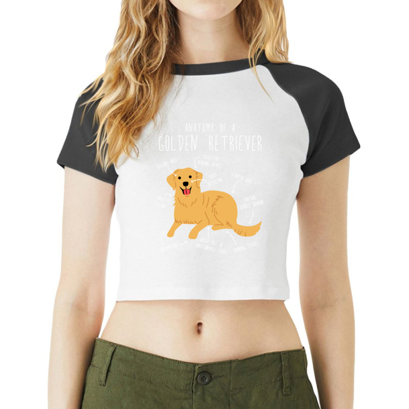 Golden Retriever Anatomy-5gjqg Raglan Crop Top by Kalsurin563 | Artistshot