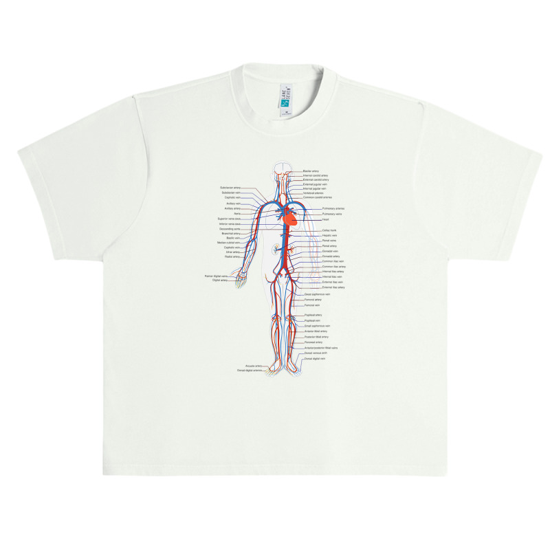 Circulatory System Anatomy Chart Arteries Veins Urban Heavy T-shirt by Aliceartist | Artistshot