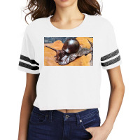 Snail Art Scorecard Crop Tee | Artistshot