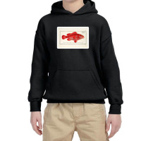 Antique Crustacean Print Homarus Americanus The American Lobster 57476 Youth Hoodie | Artistshot